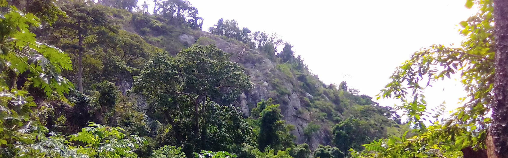 Apra Forest 1